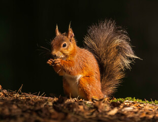 Wall Mural - Red Squirrel