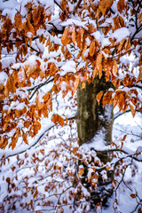 Wall Mural - autumn leaf - close up photo