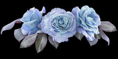 Blue roses isolated on black background. Floral arrangement, bouquet of garden flowers. Can be used for invitations, greeting, wedding card.