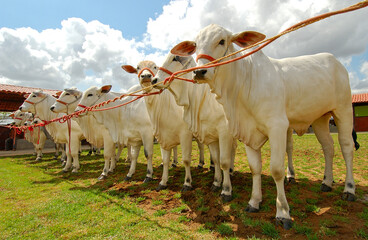 Livestock. Cattle on farm in Campina Grande, Paraiba, Brazil on October 2, 2004.