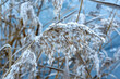 Reed covered in snow and ice on a cold winters day