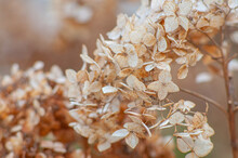 Beige, Dry Hydrangea Inflorescences Close-up On A Blurred Background