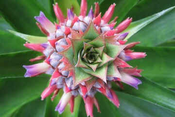 Beautiful colorful pineapple flower in Florida garden, closeup