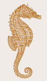 Fototapeta  - Threatened female lined seahorse hippocampus erectus in profile view