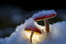 Mushroom In The Snow