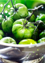Metal Colander Full Of Green Tomatoes
