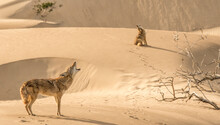 A Pair Of Coyotes Howl Near Sunset On Magdalena Island, Baja California Sur