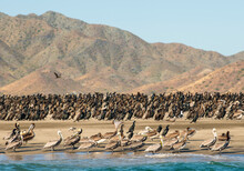A Variety Of Bird Species Including Brown Pelicans And Cormorants Rest On The Shore Of Isla Magdalena, Baja California Sur