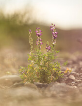 A Purple Blooming Lupine Grows In A Rocky Wash In Baja California Sur