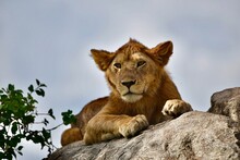 Lion Cub Relaxing On The Warm Rocks 