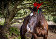 Cute and funny horse, christmas, red hat, outdoors.