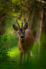 Wall Mural - roe deer in the forest. deer eating during day. european nature.