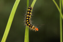 A Caterpillar Is Foraging In A Bush. 