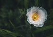 © ALAN SHAPIRO/Stocksy - poppies in a shade garden