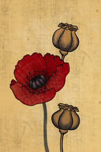 Poppy Flowers And Seedheads