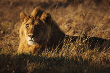 Big Lonely Male Lion