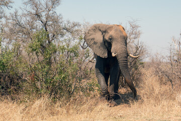 Wall Mural - Male African Elephant bull emerging from the bush in Kruger National Park in South Africa RSA