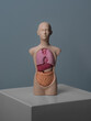 © Laura San Segundo/Stocksy - Plastic anatomy model with human organs