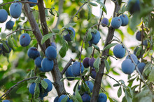 Fresh Plums On The Tree 