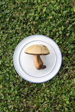 Yellow Mushroom On Plate