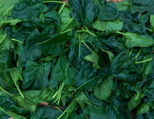 Spinach Leaves Backgound