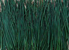 Spring Onion Greens Background