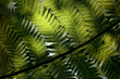 © Marcel/Stocksy - Green fern leaf detail