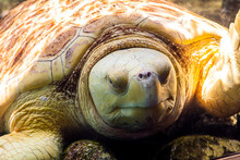 Albine Loggerhead Turtle
