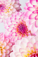 Pink Dahlia Flower Background