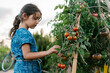 © Ezequiel Giménez/Stocksy - Girl collecting tomatoes in garden