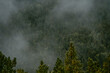 © Blue Collectors/Stocksy - Misty trees