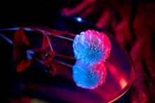Flower On A Mirror With Cinematic Light In The Studio.
