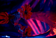 Red Flower And Mirror With Cinematic Lighting.
