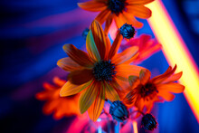 Bouquet Of Colorful  Daisy Flowers In A Dark Studio.

