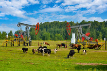 Oil Production In Russia. A Herd Of Cows Grazing In A Meadow Between Two Oil Pumps