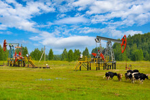 Oil Rocking Chairs. Cows Graze In A Meadow Next To Oil Pumps, A Repairman Paints A Rocking Chair In The Distance.