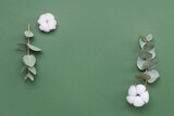 Fototapeta Tulipany - Cotton flowers and eucalyptus leaves on green background