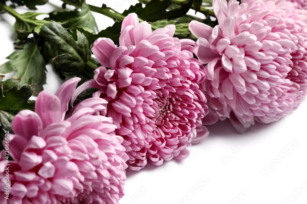 Fresh chrysanthemum flowers on white background, closeup