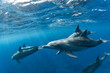 © DAISUKE KURASHIMA/Stocksy - A dolphin swimming in the sunshine