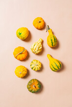 Decorative Autumnal Gourds