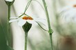 © Jacqui Miller/Stocksy - Daisy flower with vine plant clinging on for support