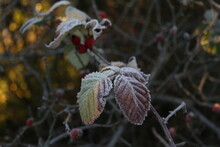 Frozen Plants In Winter With The Hoar-frost.  A Canal-side Of London Suburbs.