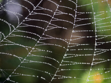 Raindrops On The Spider Web