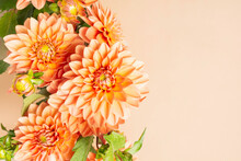 Dahlia Floral Background