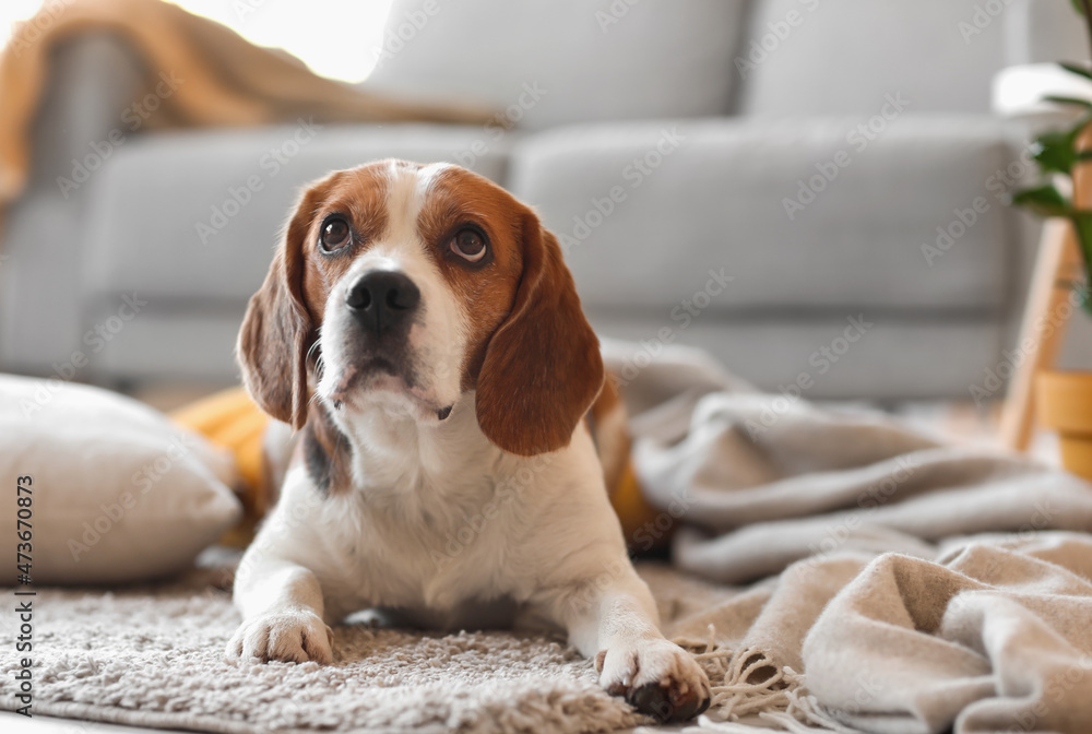 Cute Beagle dog with warm plaid at home