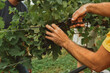 © Anna Malgina/Stocksy - Farmers Harvesting red Grapes