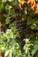 A Merlot Grape Ready To Be Harvested  