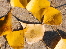 Yellow Autumn Leaves On The Sand