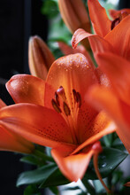 Closeup Of Orange Lily, Freshly Picked