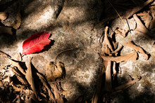 A Red Leaf On The Ground
